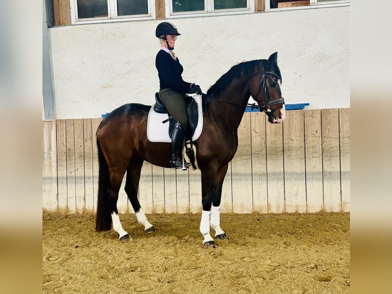 Bayerisches Warmblut Wallach 6 Jahre 170 cm Brauner in Bad Griesbach im Rottal