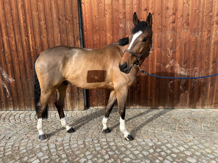 Bayerisches Warmblut Wallach 6 Jahre 170 cm Hellbrauner in Kirchanschöring