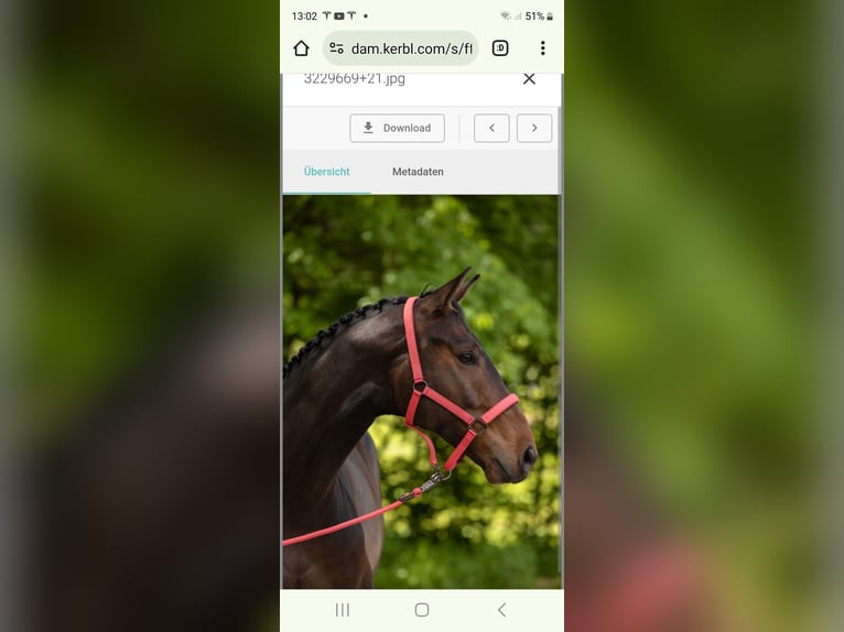 Bayerisches Warmblut Wallach 6 Jahre 170 cm Schwarzbrauner in Erharting