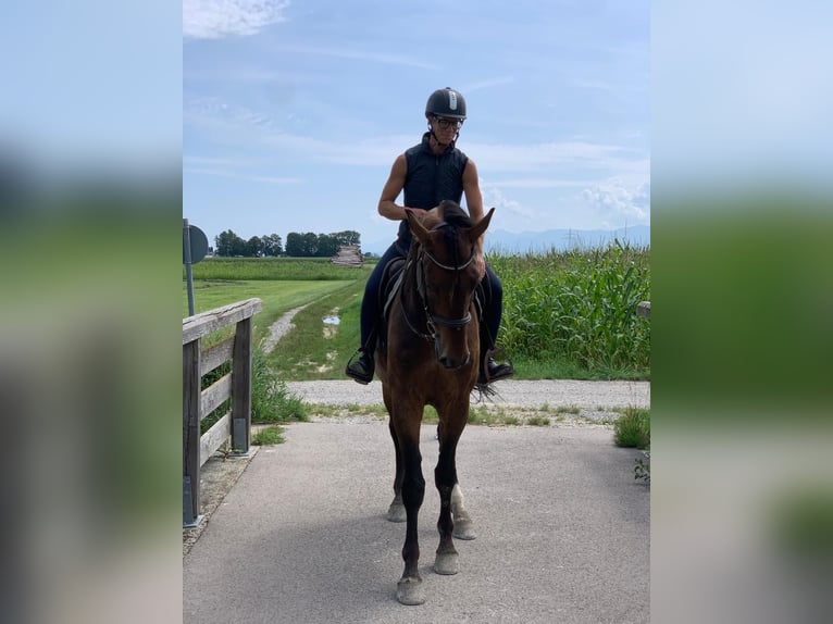 Bayerisches Warmblut Wallach 6 Jahre 180 cm Brauner in Bruckmühl