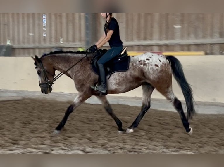 Bayerisches Warmblut Wallach 7 Jahre 160 cm Tigerschecke in Würzburg