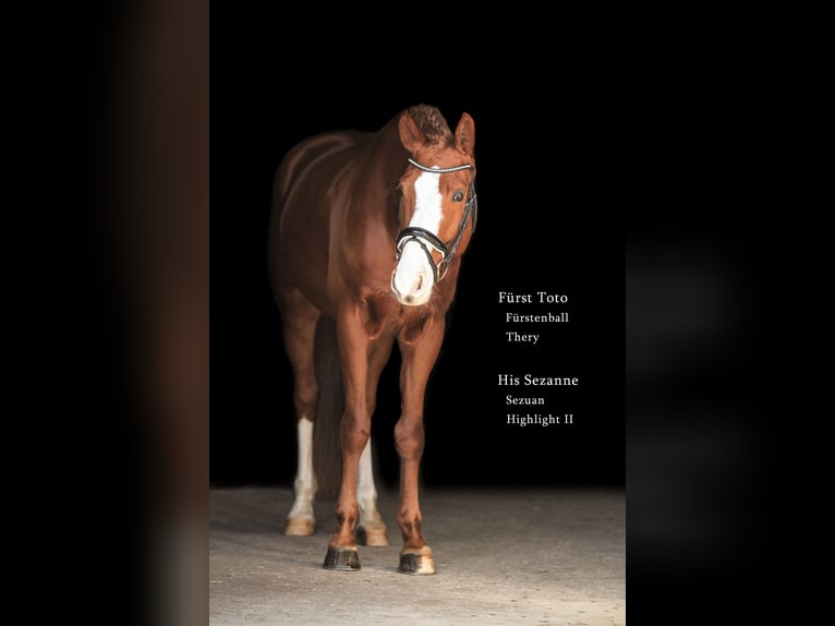 Bayerisches Warmblut Wallach 7 Jahre 168 cm Fuchs in Bodenkirchen