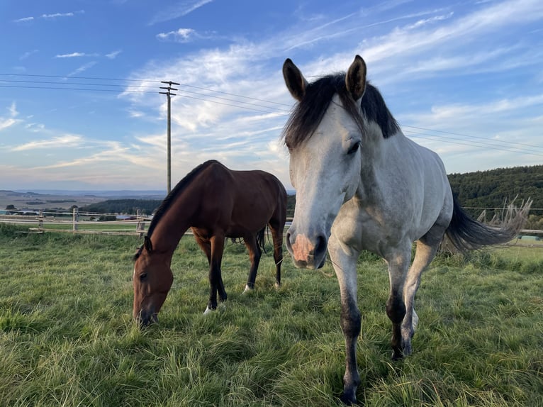 Bayerisches Warmblut Wallach 7 Jahre 170 cm Schimmel in Limburg an der Lahn
