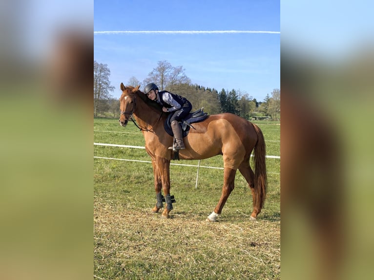Bayerisches Warmblut Wallach 7 Jahre 178 cm Fuchs in Altenmünster