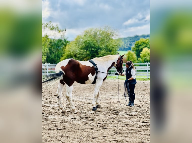 Bayerisches Warmblut Mix Wallach 7 Jahre 178 cm Schecke in Berching