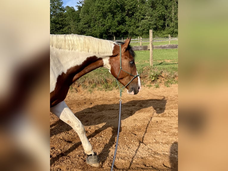 Bayerisches Warmblut Mix Wallach 7 Jahre 178 cm Schecke in Berching