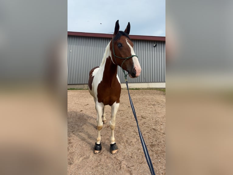 Bayerisches Warmblut Mix Wallach 7 Jahre 178 cm Schecke in Berching