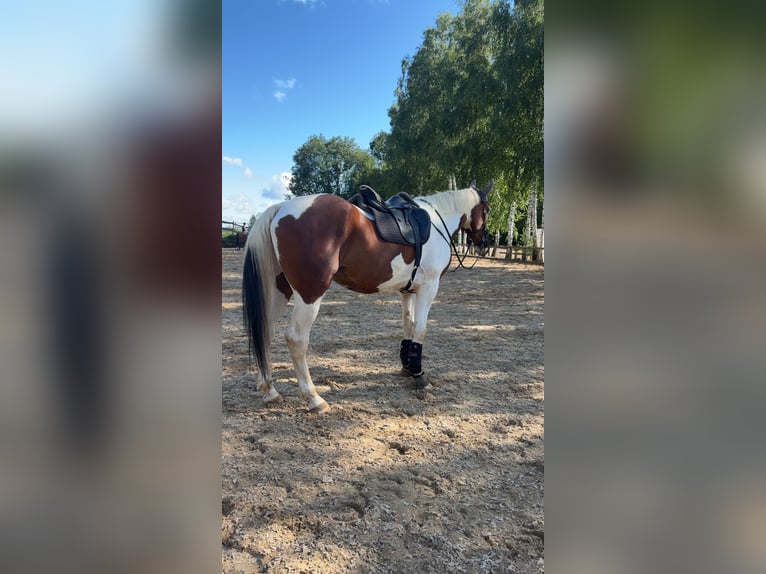 Bayerisches Warmblut Mix Wallach 7 Jahre 178 cm Schecke in Berching