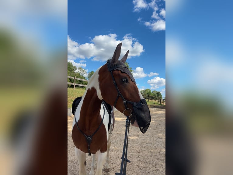 Bayerisches Warmblut Mix Wallach 7 Jahre 178 cm Schecke in Berching
