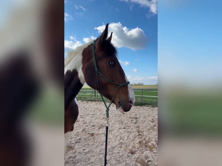 Bayerisches Warmblut Mix Wallach 7 Jahre 178 cm Schecke in Berching