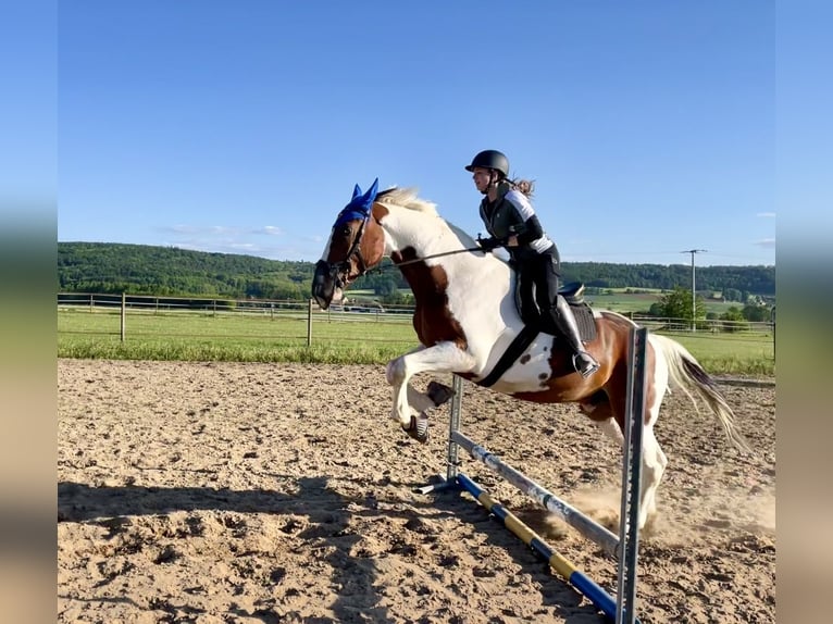 Bayerisches Warmblut Mix Wallach 7 Jahre 178 cm Schecke in Berching