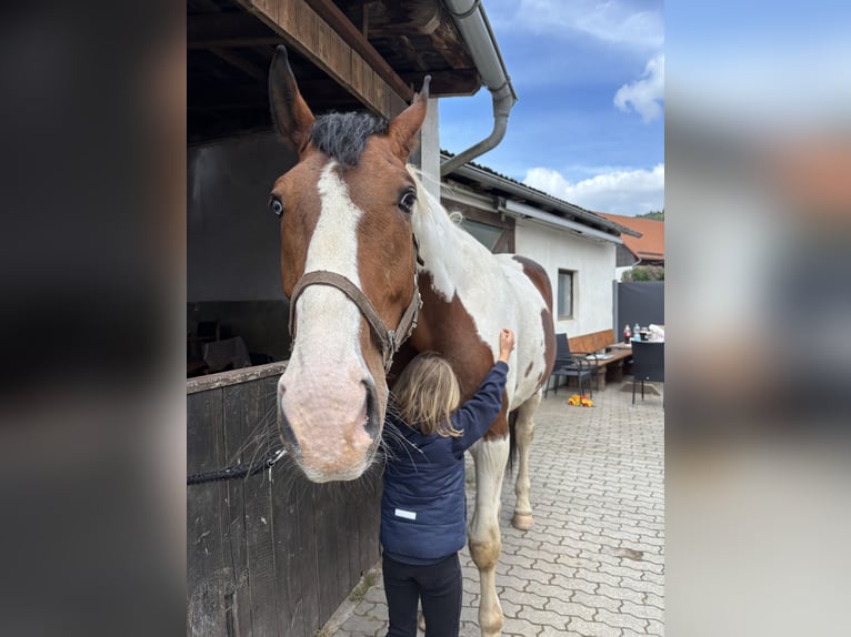 Bayerisches Warmblut Mix Wallach 7 Jahre 178 cm Schecke in Berching