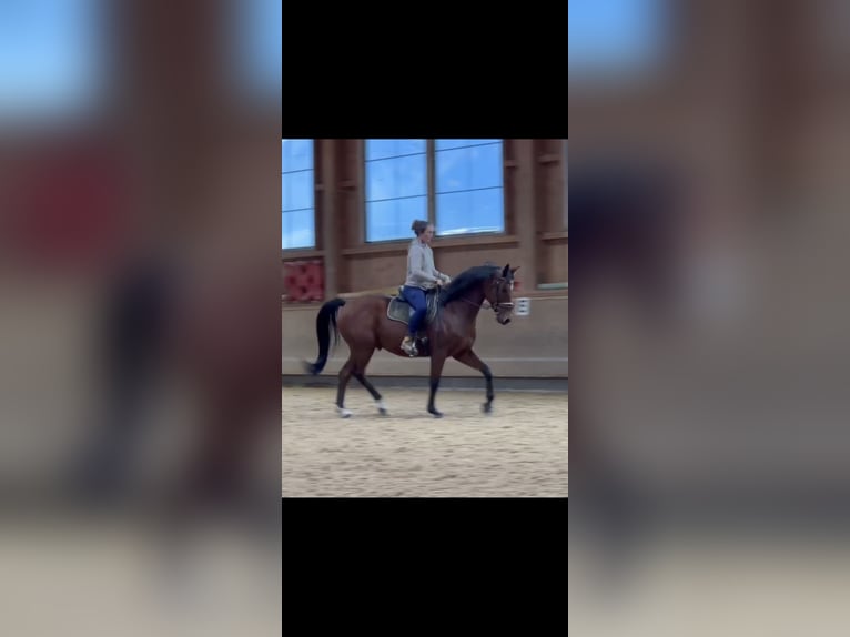 Bayerisches Warmblut Wallach 8 Jahre 155 cm Brauner in Großweil