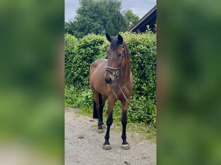 Bayerisches Warmblut Wallach 8 Jahre 168 cm Brauner in Rot an der Rot