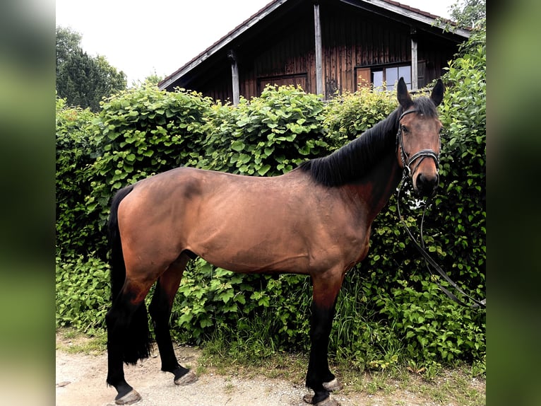 Bayerisches Warmblut Wallach 8 Jahre 168 cm Brauner in Rot an der Rot