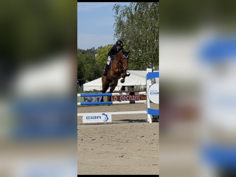 Bayerisches Warmblut Wallach 8 Jahre 175 cm Brauner in Sonnefeld
