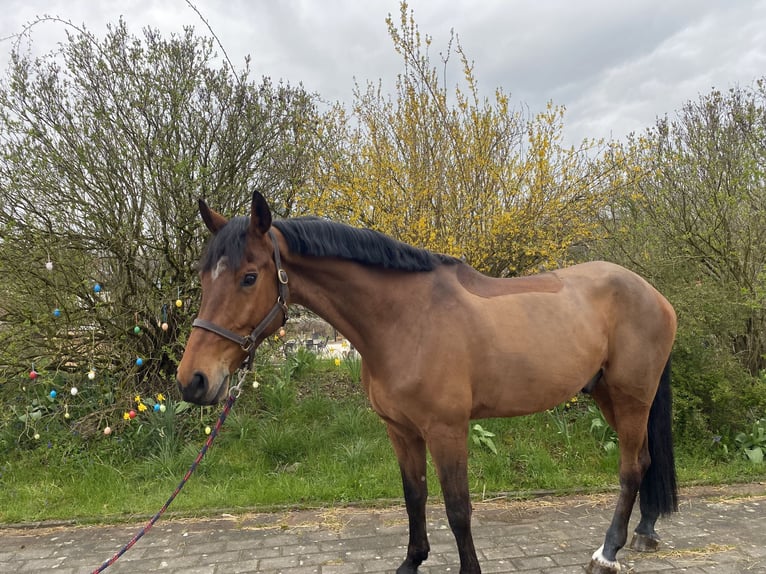 Bayerisches Warmblut Wallach 8 Jahre 175 cm Brauner in Sonnefeld