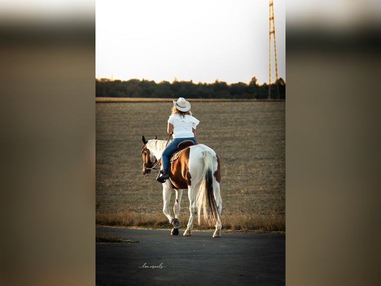 Bayerisches Warmblut Wallach 8 Jahre 176 cm  in Taunusstein