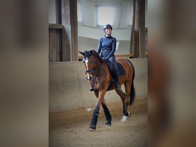 Bayerisches Warmblut Wallach 8 Jahre 184 cm Brauner in Neunburg vorm Wald