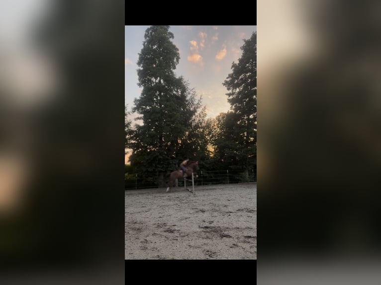 Bayerisches Warmblut Wallach 9 Jahre 164 cm Fuchs in Straßkirchen