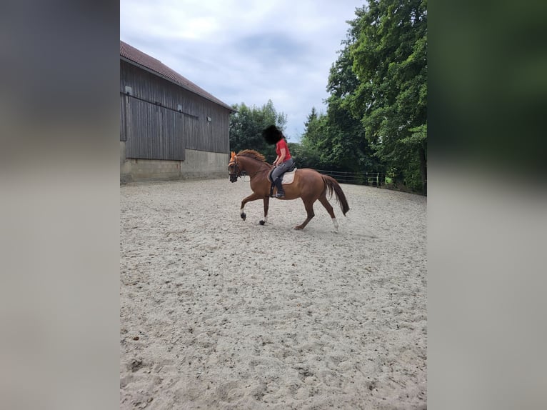 Bayerisches Warmblut Wallach 9 Jahre 164 cm Fuchs in Straßkirchen