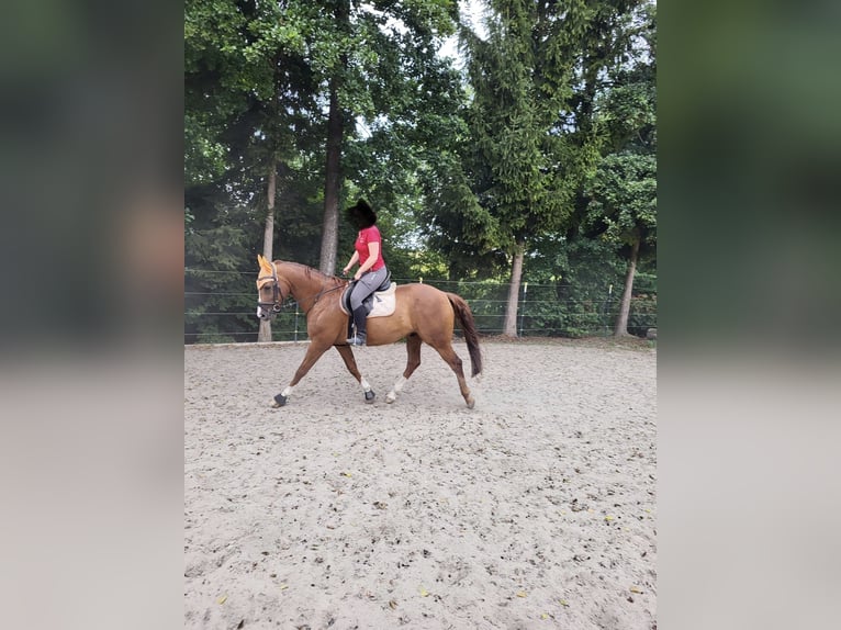 Bayerisches Warmblut Wallach 9 Jahre 164 cm Fuchs in Straßkirchen