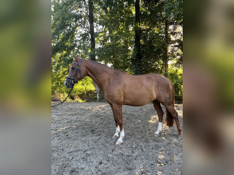 Bayerisches Warmblut Wallach 9 Jahre 164 cm Fuchs in Straßkirchen