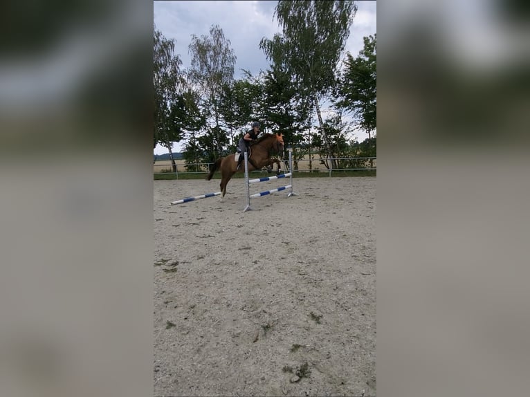 Bayerisches Warmblut Wallach 9 Jahre 164 cm Fuchs in Straßkirchen