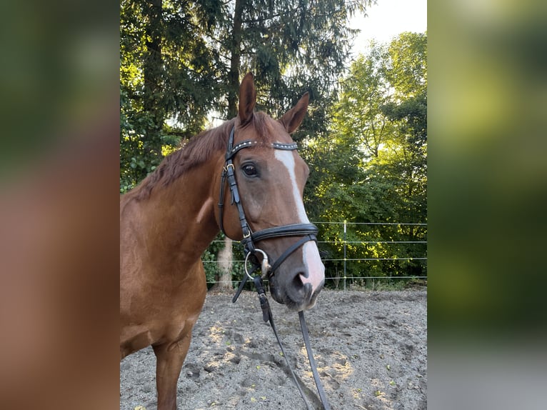 Bayerisches Warmblut Wallach 9 Jahre 164 cm Fuchs in Straßkirchen