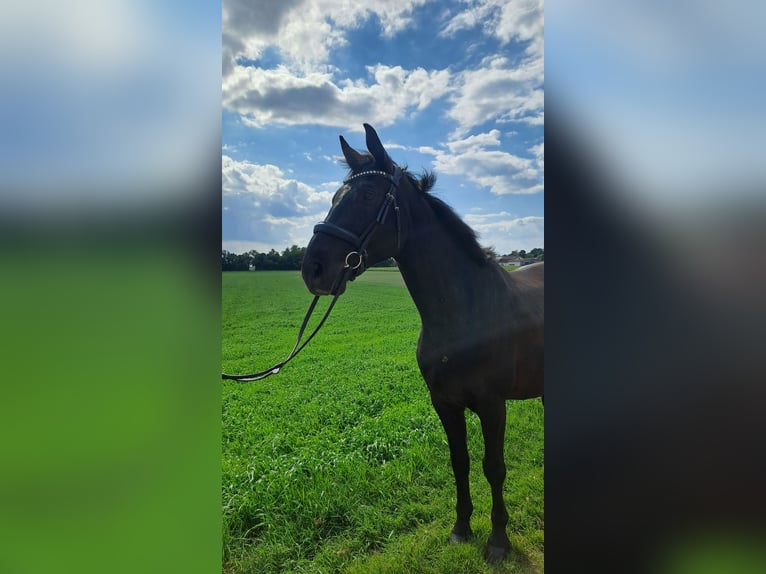 Bayerisches Warmblut Wallach 9 Jahre 165 cm Schwarzbrauner in Zorneding