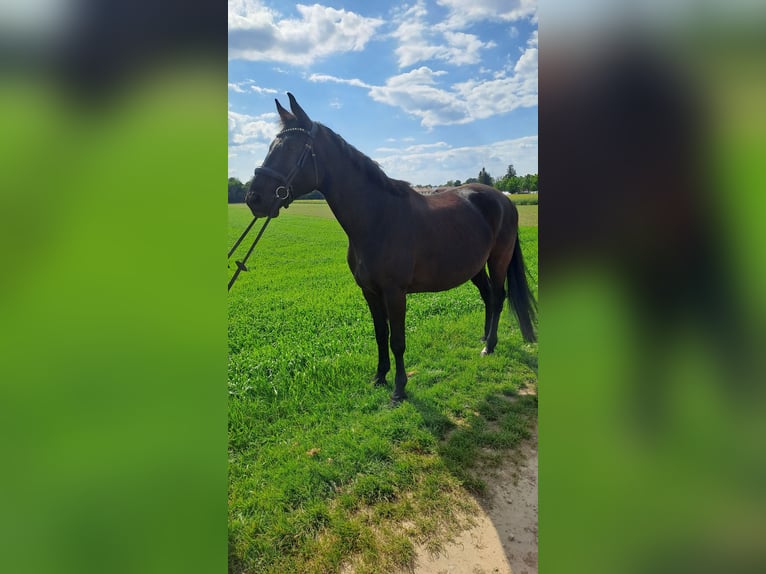 Bayerisches Warmblut Wallach 9 Jahre 165 cm Schwarzbrauner in Zorneding