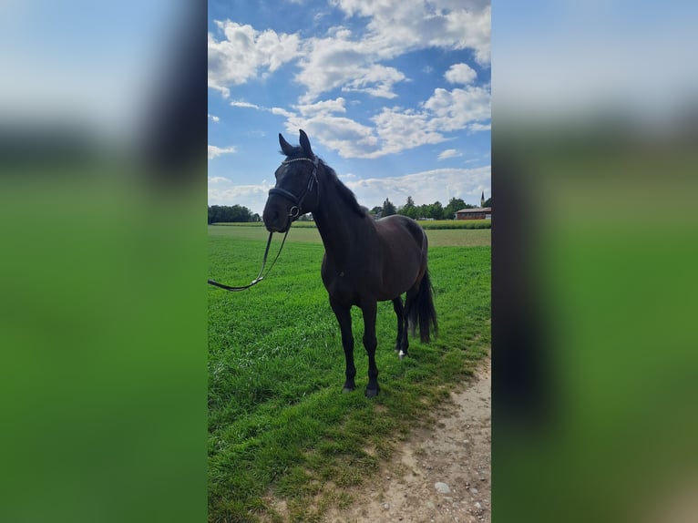 Bayerisches Warmblut Wallach 9 Jahre 165 cm Schwarzbrauner in Zorneding