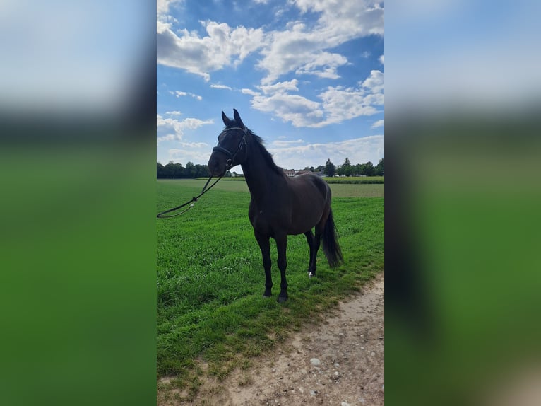 Bayerisches Warmblut Wallach 9 Jahre 165 cm Schwarzbrauner in Zorneding