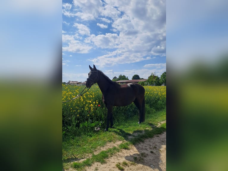 Bayerisches Warmblut Wallach 9 Jahre 165 cm Schwarzbrauner in Zorneding