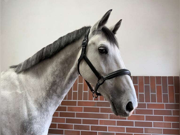 Bayerisches Warmblut Wallach 9 Jahre 170 cm Schimmel in KüpsKüps