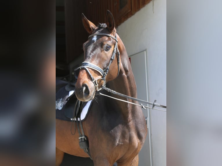 Bayerisches Warmblut Wallach 9 Jahre 172 cm Dunkelbrauner in Erharting
