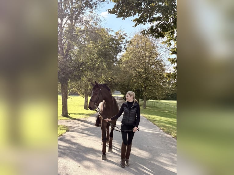 Bayerisches Warmblut Wallach 9 Jahre 176 cm Brauner in SauerlachSauerlach