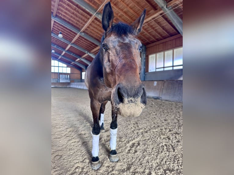 Bayerisches Warmblut Wallach 9 Jahre 176 cm Brauner in SauerlachSauerlach