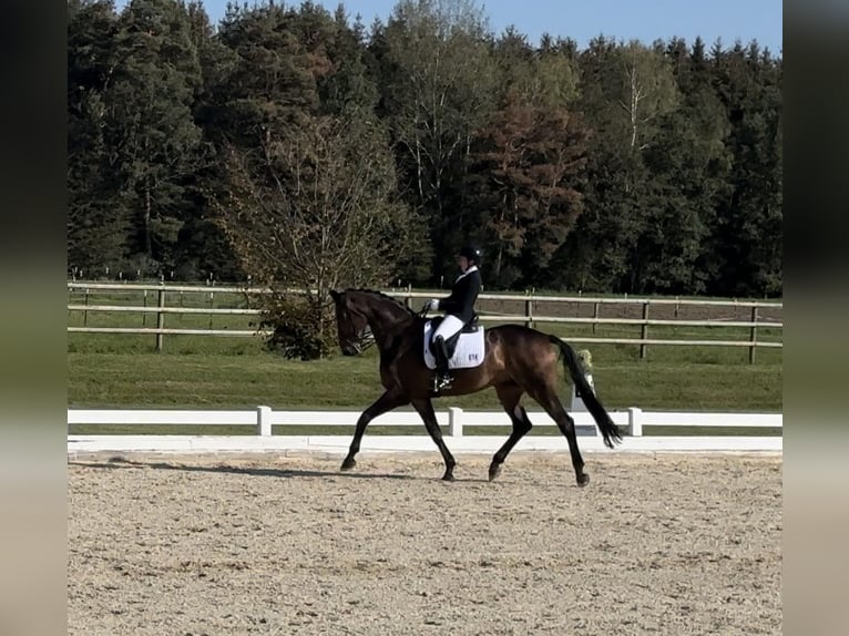 Bayerisches Warmblut Wallach 9 Jahre 176 cm Brauner in SauerlachSauerlach