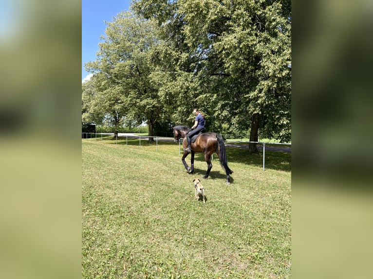 Bayerisches Warmblut Wallach 9 Jahre 176 cm Brauner in SauerlachSauerlach