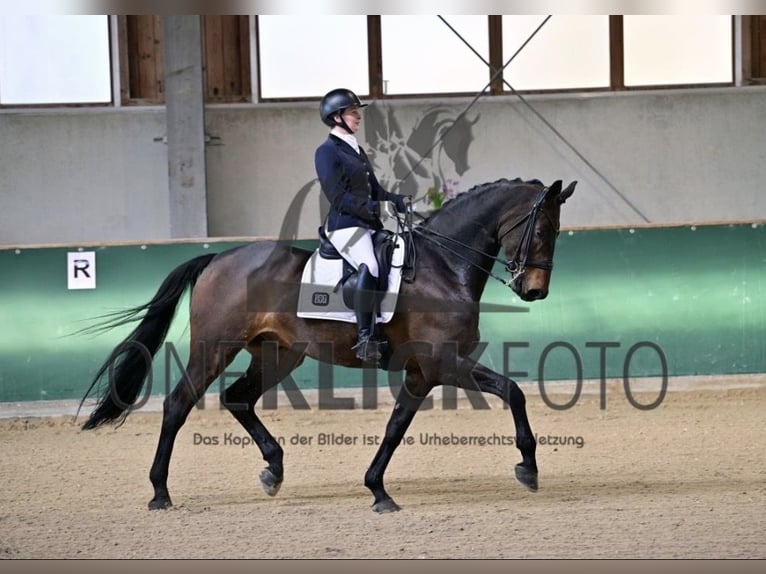 Bayerisches Warmblut Wallach 9 Jahre 176 cm Brauner in SauerlachSauerlach