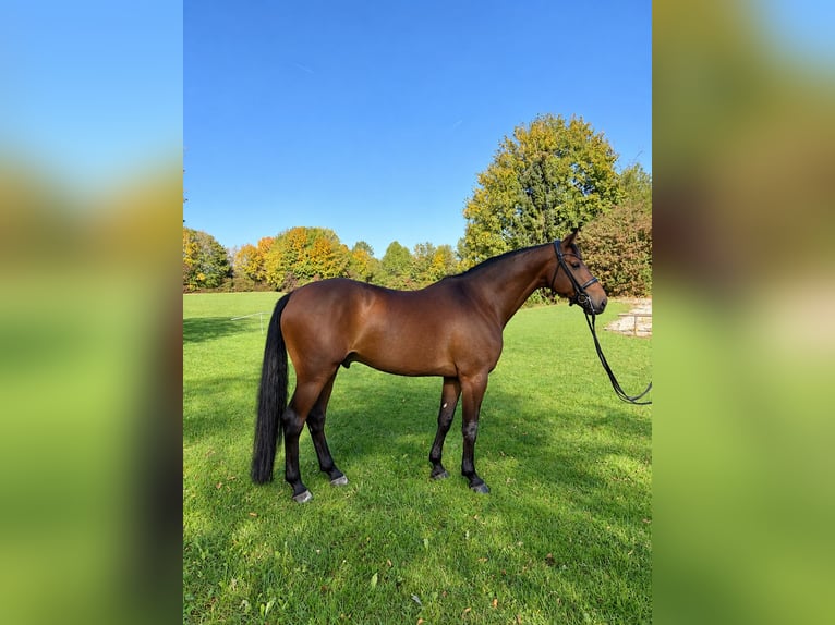 Bayerisches Warmblut Wallach 9 Jahre 176 cm Brauner in SauerlachSauerlach
