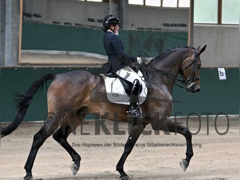 Bayerisches Warmblut Wallach 9 Jahre 176 cm Brauner in SauerlachSauerlach
