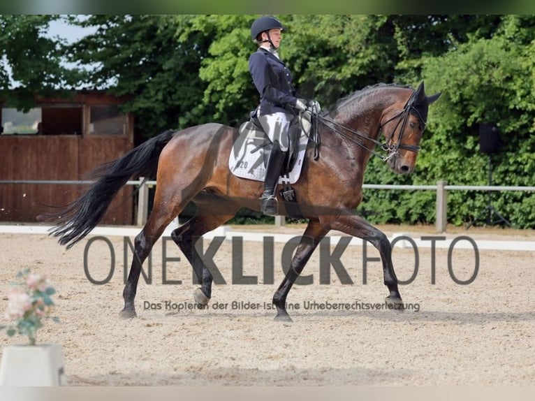 Bayerisches Warmblut Wallach 9 Jahre 176 cm Brauner in SauerlachSauerlach