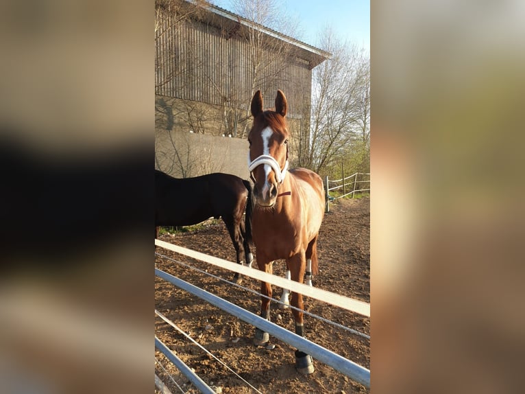 Bayerisches Warmblut Wallach 9 Jahre 178 cm Fuchs in Laupheim