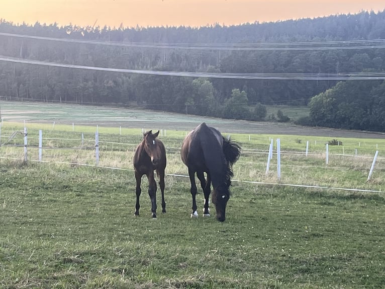 Bayerskt varmblod Hingst Föl (04/2024) 170 cm Rökfärgad svart in Mainleus