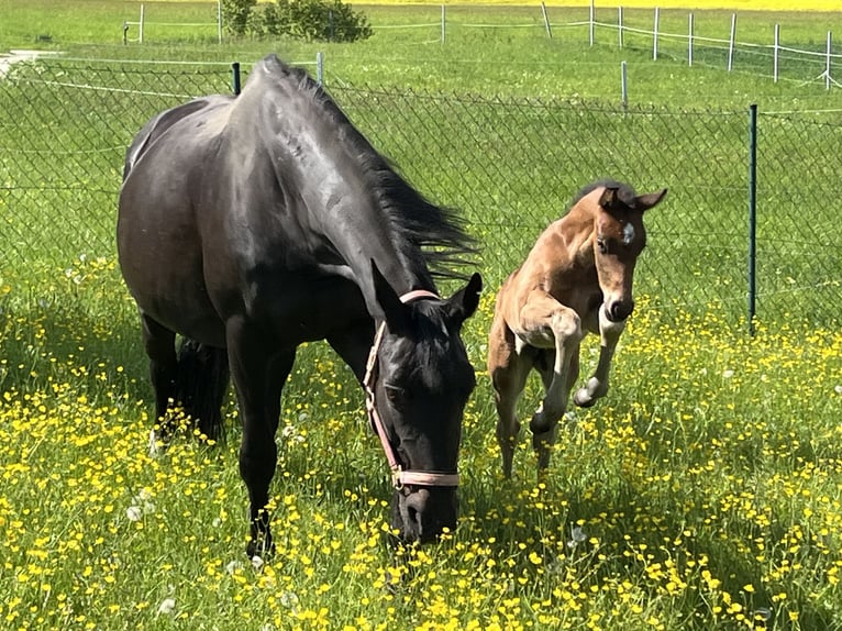 Bayerskt varmblod Hingst Föl (04/2024) 170 cm Rökfärgad svart in Mainleus