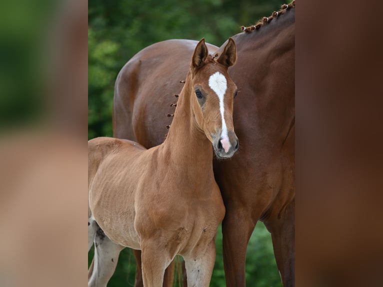 Bayerskt varmblod Hingst Föl (04/2024) 172 cm Fux in Hessisch Oldendorf