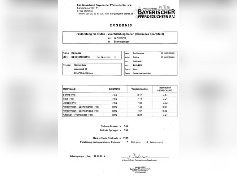 Bayerskt varmblod Sto 8 år 162 cm Mörkbrun in Unterthingau