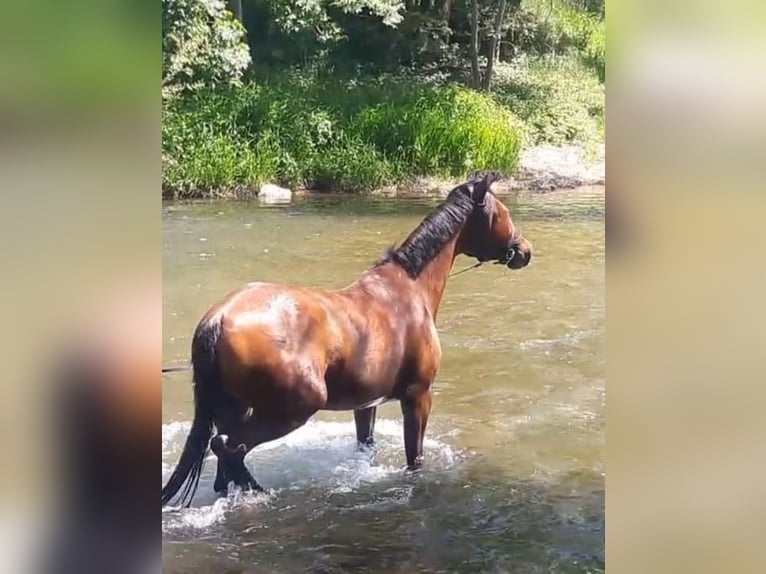 Bayerskt varmblod Valack 11 år 174 cm Brun in Ehingen an der Donau